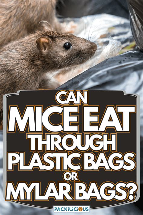 why do mice eat plastic